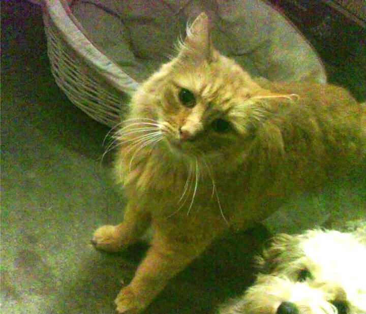 寒冷意志焚赤道，当安赛龙以烈焰主导逆转风暴