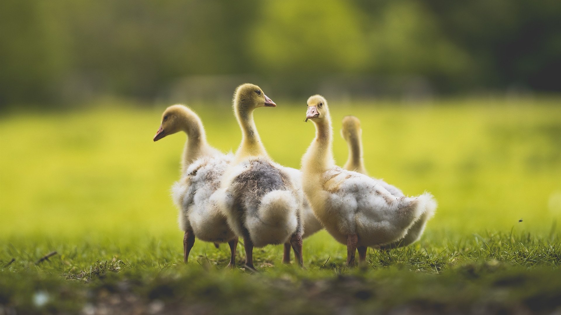 风暴中的灯塔，法比尼奥一肩扛起切尔西的惊魂夜