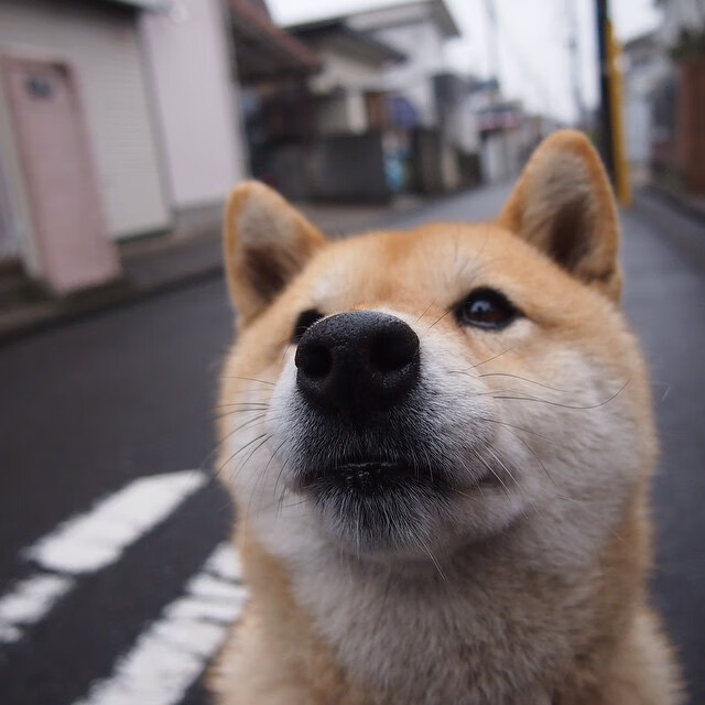 篮球世界的绝对统治，湖人的时代答卷，约基奇的冰山一角