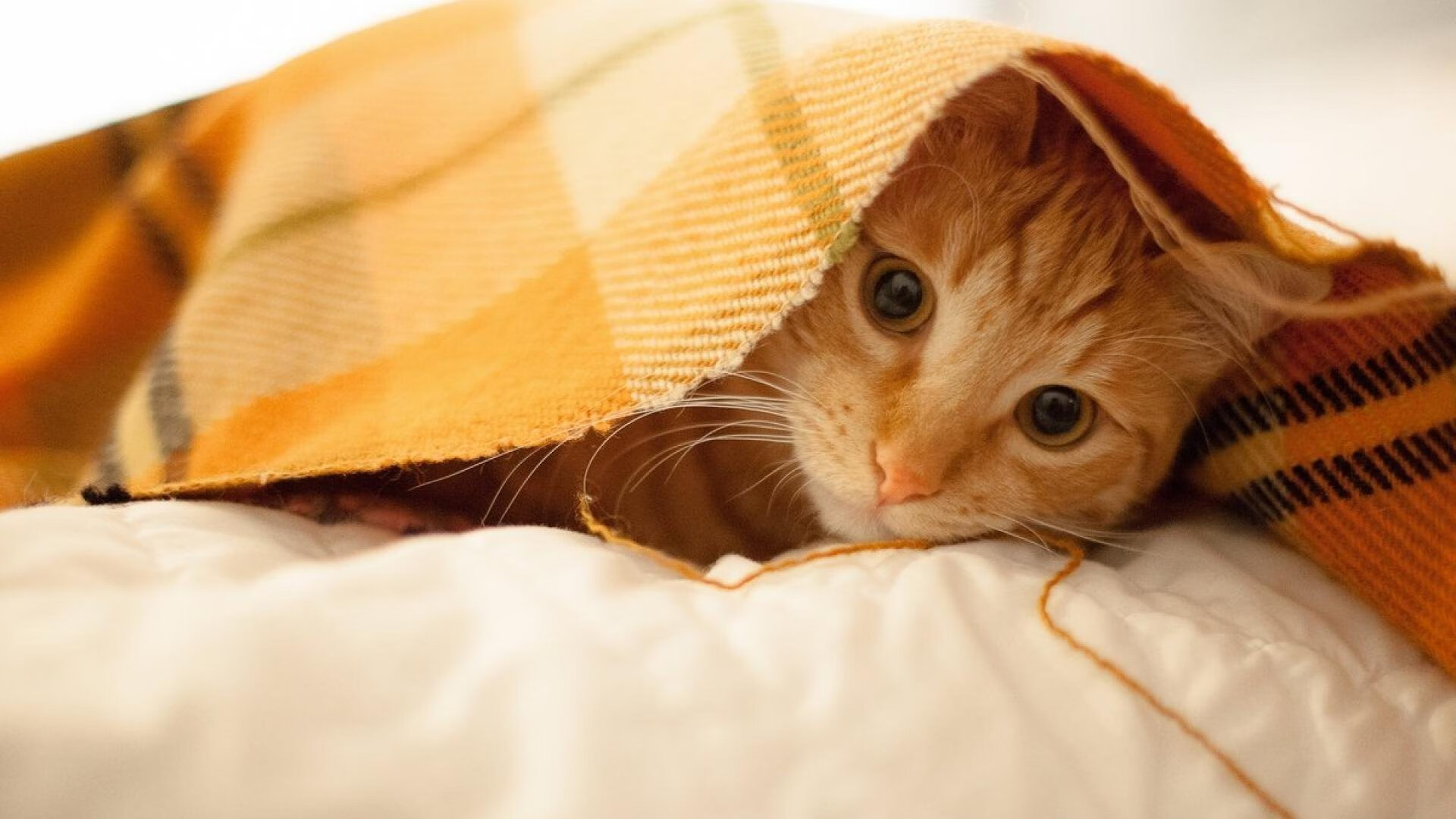 绿茵场与硬木地板的对话，今夜，领袖以同一种方式接管比赛