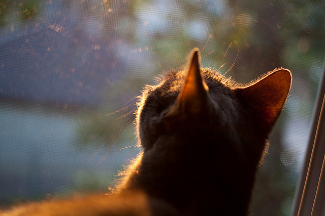 门神降临，2026世界杯决赛夜，奥纳纳封神无争议