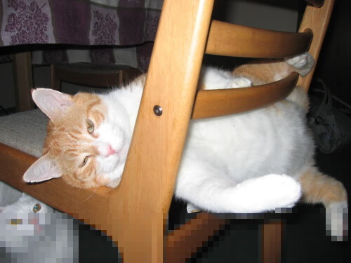 冰与火的方程式，芬兰布雷默如何用北欧智慧在NBA季后赛强压美国