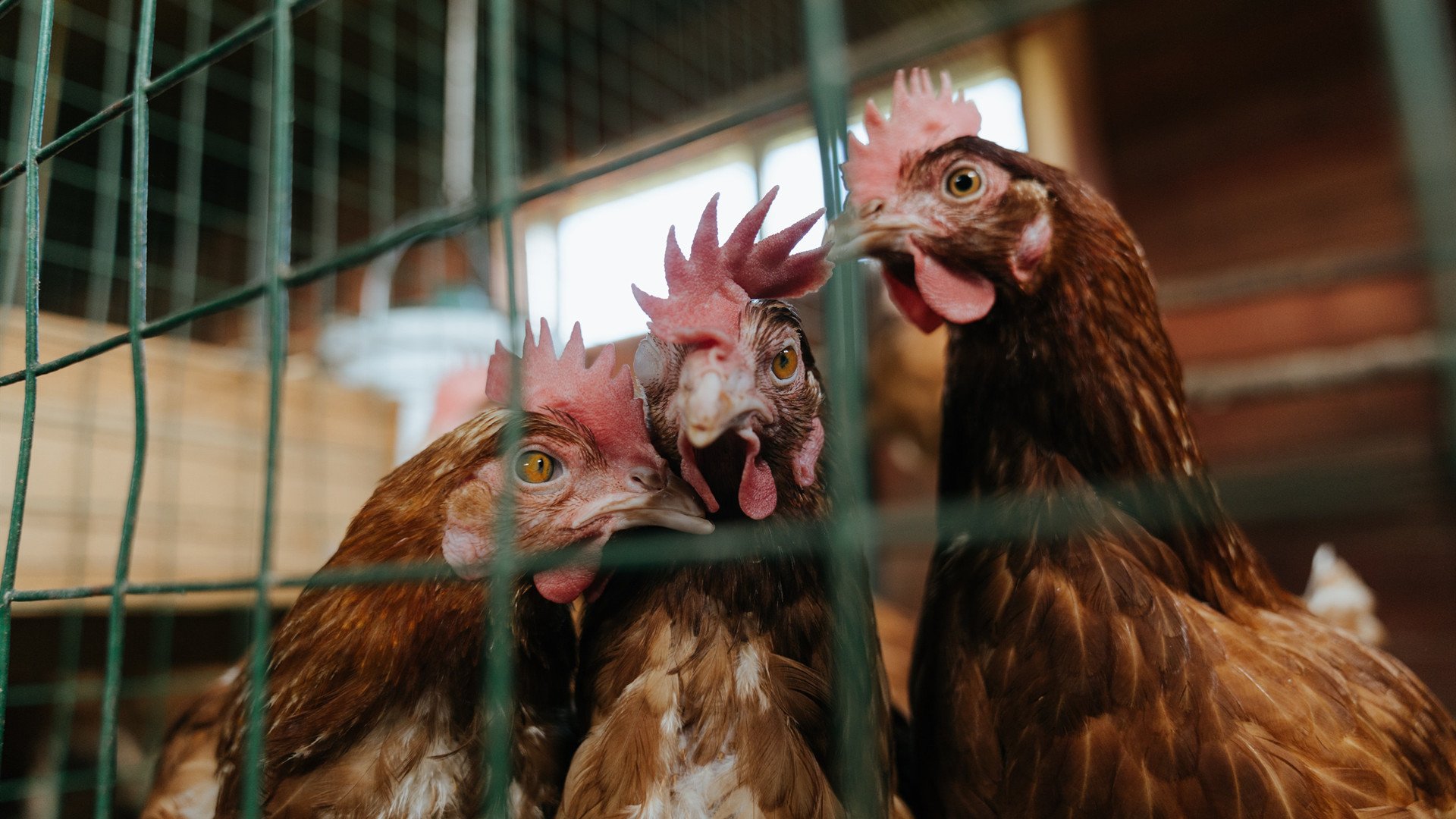 三度追平+致命一击！爱德华兹37分化身加时掌控者