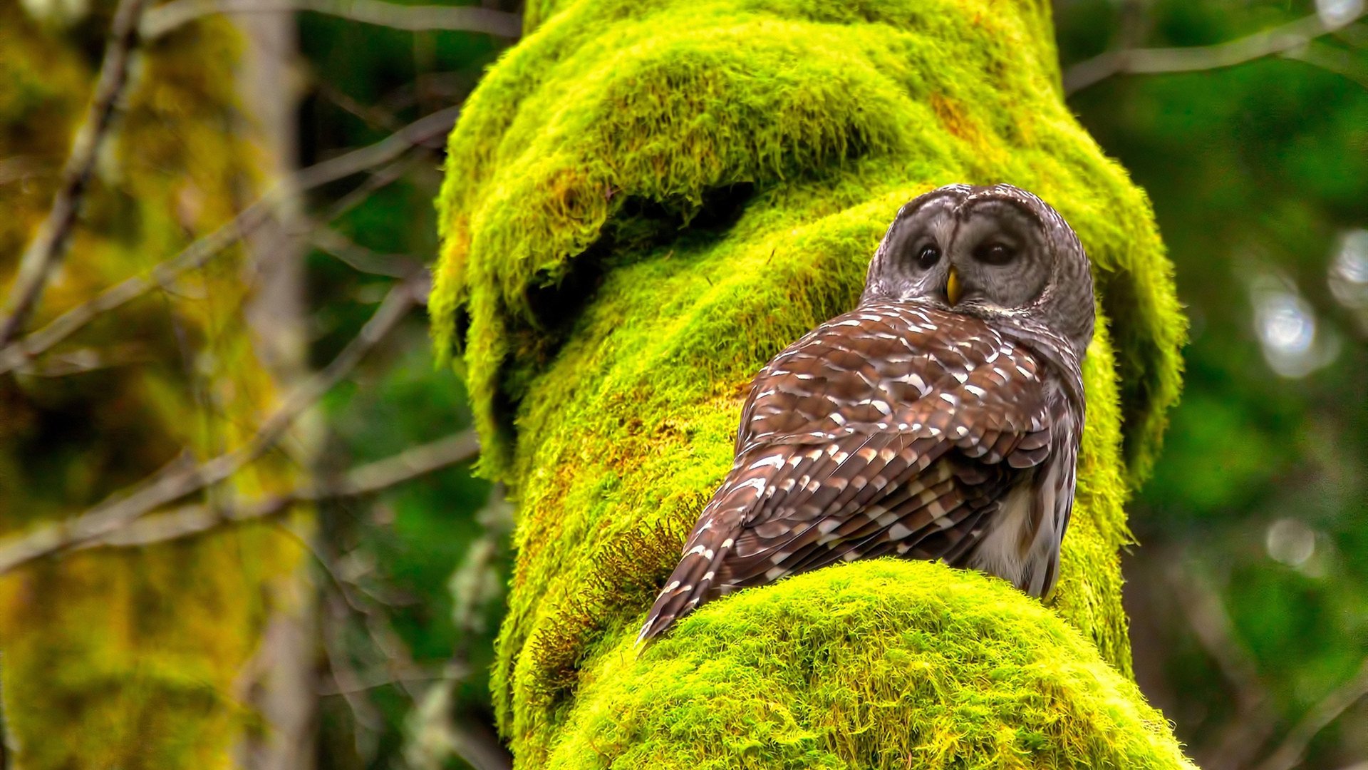 镌刻绿茵，东西对话之夜，格纳布里利刃出鞘