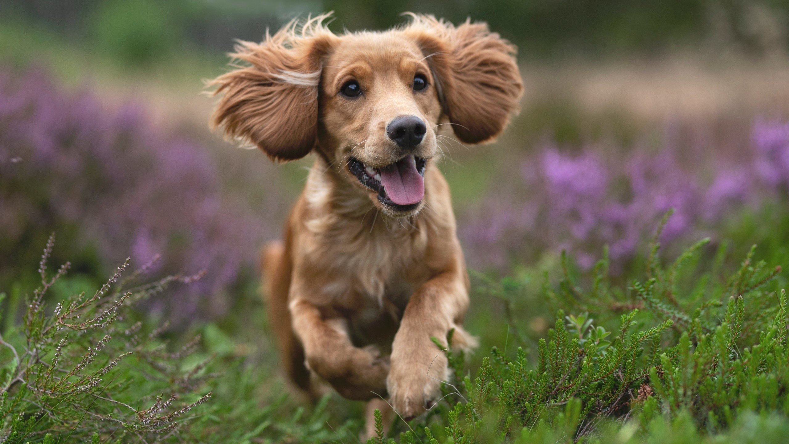 波斯铁骑踏碎维京战吼，2030年美加墨世界杯预演？伊朗爆冷背后的足球文明博弈