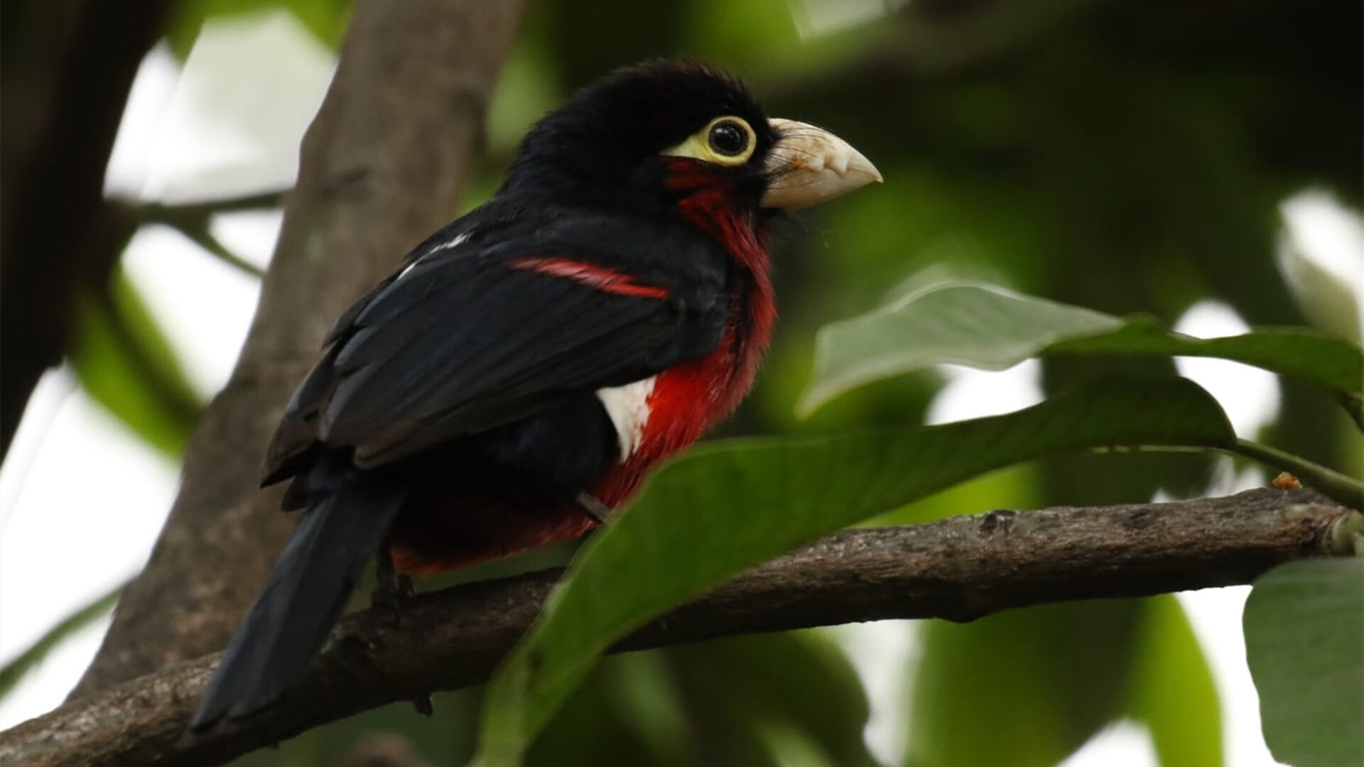 撕裂天空的翅膀，上海男篮跨洲晋级之夜，伦纳德用死亡缠绕定义焦点