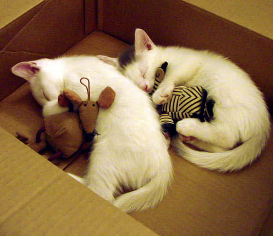 加勒比海的逆袭，罗德里爆发，洪都拉斯最后时刻击沉英格兰