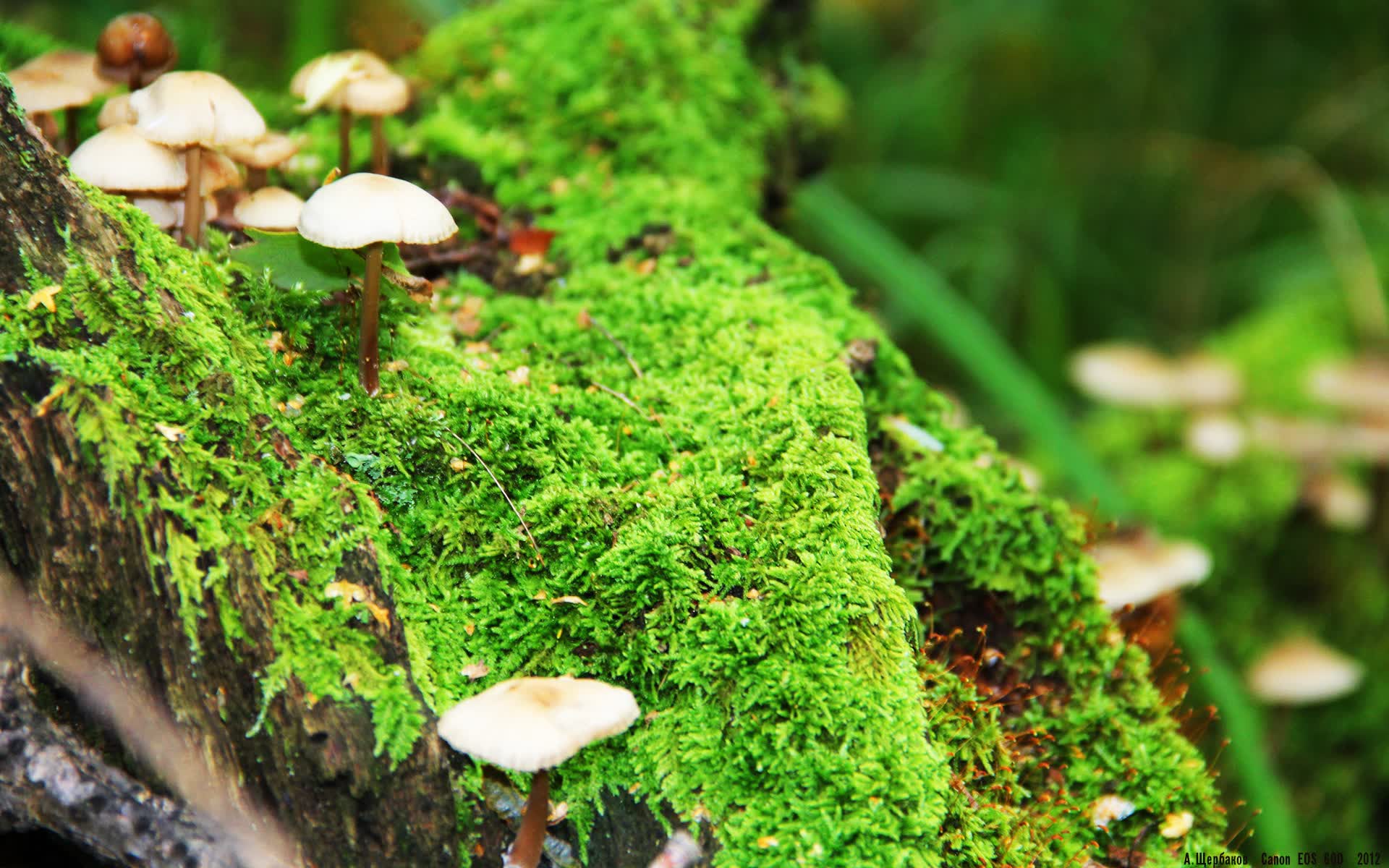 唯一的神谕,当德黑兰的祈祷穿透马拉卡纳的雨—记2026世界杯H组那场改写足球神学的不朽之夜
